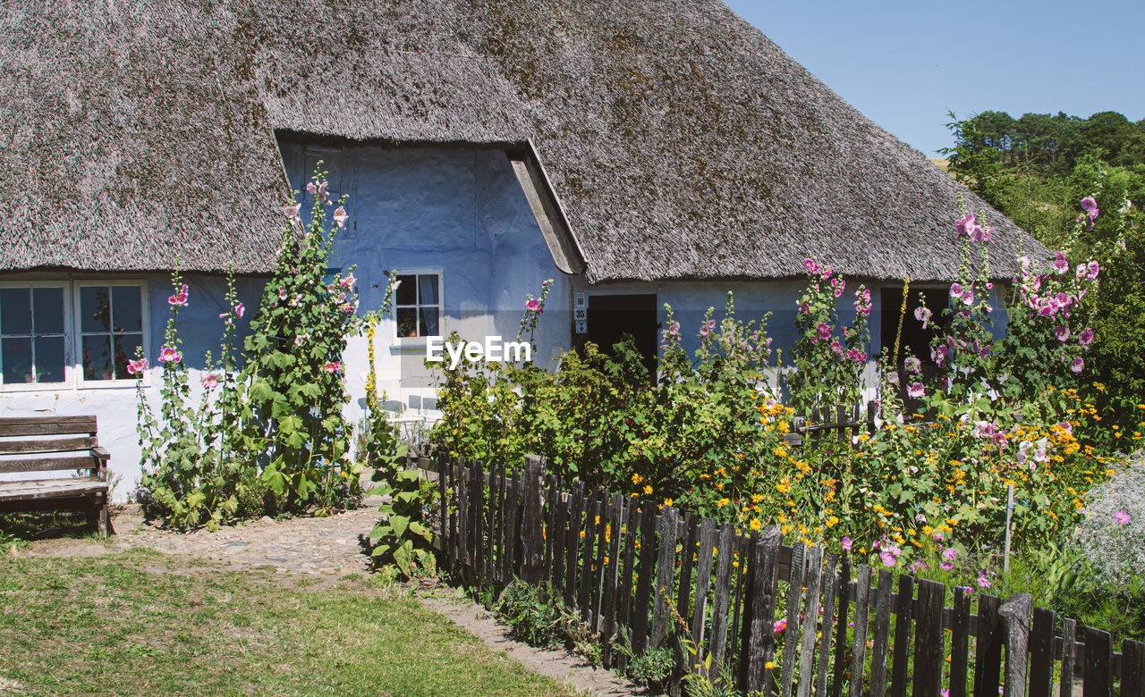 Plants growing by old lightblue house