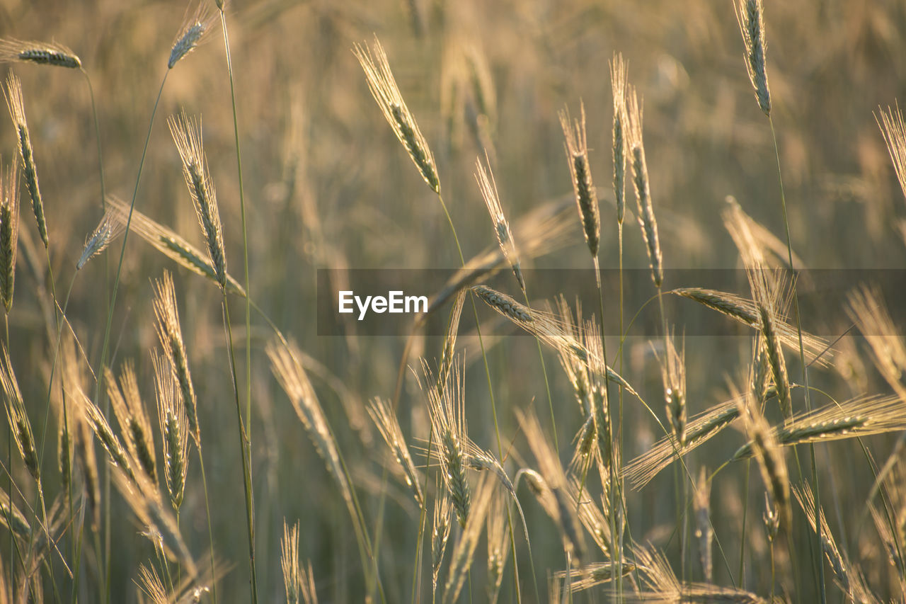 Close-up of wheat growing on field