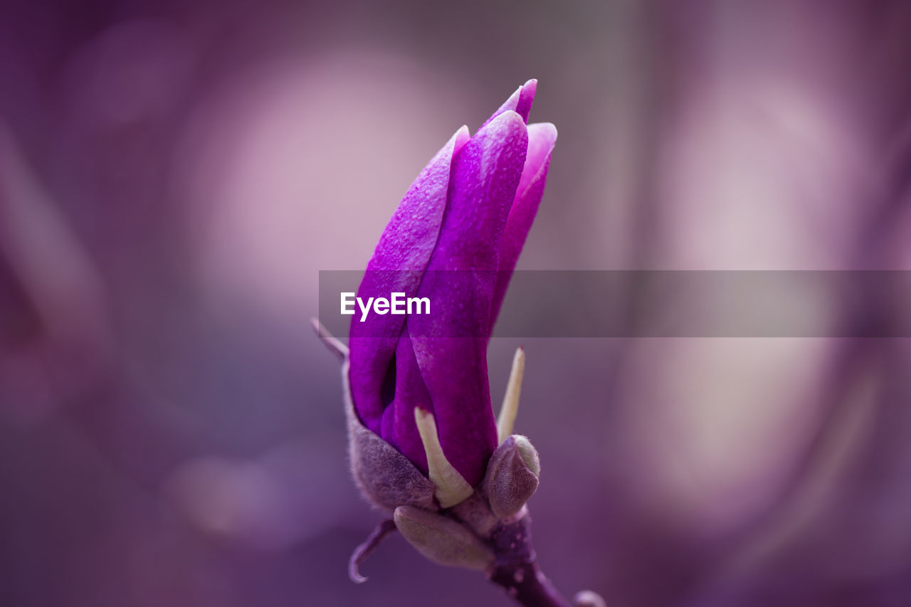 Close-up of magnolia bud at park