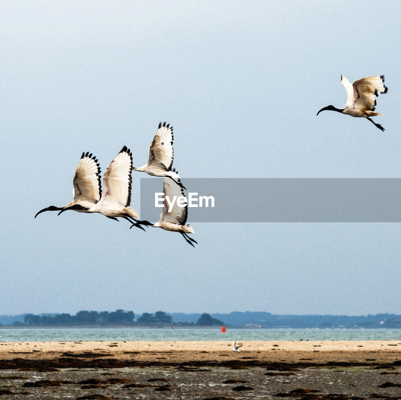 SEAGULLS FLYING OVER BEACH