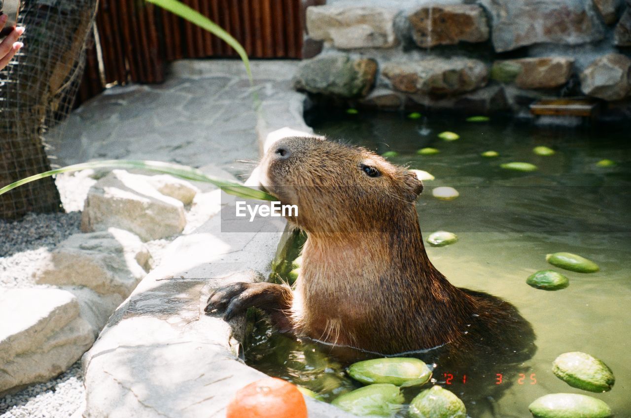 VIEW OF ELEPHANT IN WATER