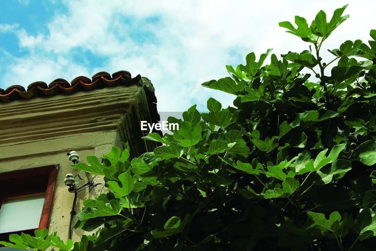 PURPLE BLUE SKY AND PLANTS