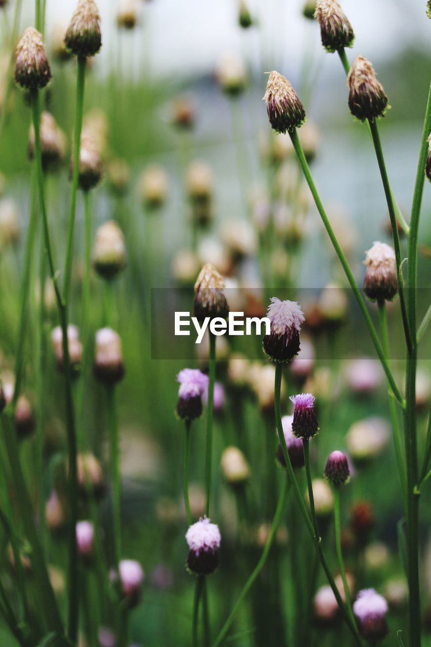 Close-up of purple flowering plants