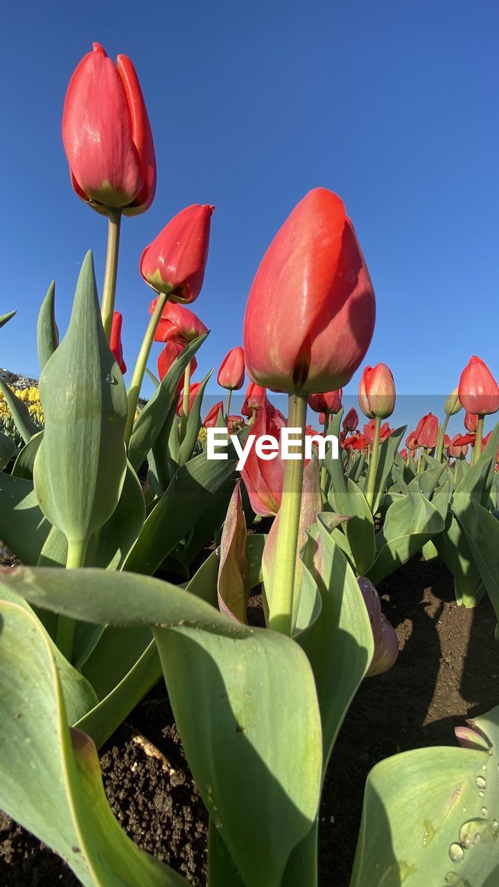 plant, flower, nature, flowering plant, growth, leaf, beauty in nature, plant part, red, freshness, no people, sky, close-up, tulip, blue, petal, flower head, outdoors, green, inflorescence, fragility, day, sunlight, botany, food, springtime, clear sky, blossom, agriculture, bud, sunny, landscape