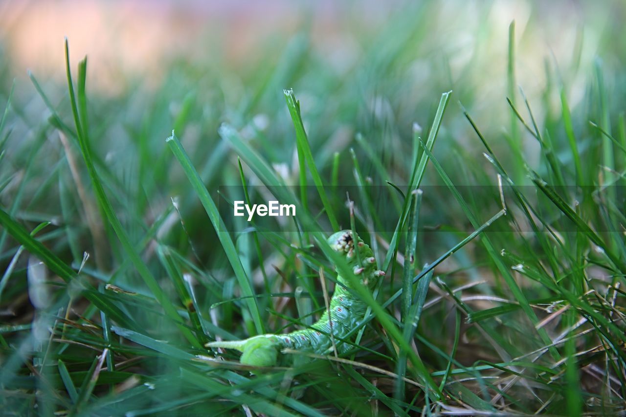 CLOSE-UP OF WET GRASS ON FIELD