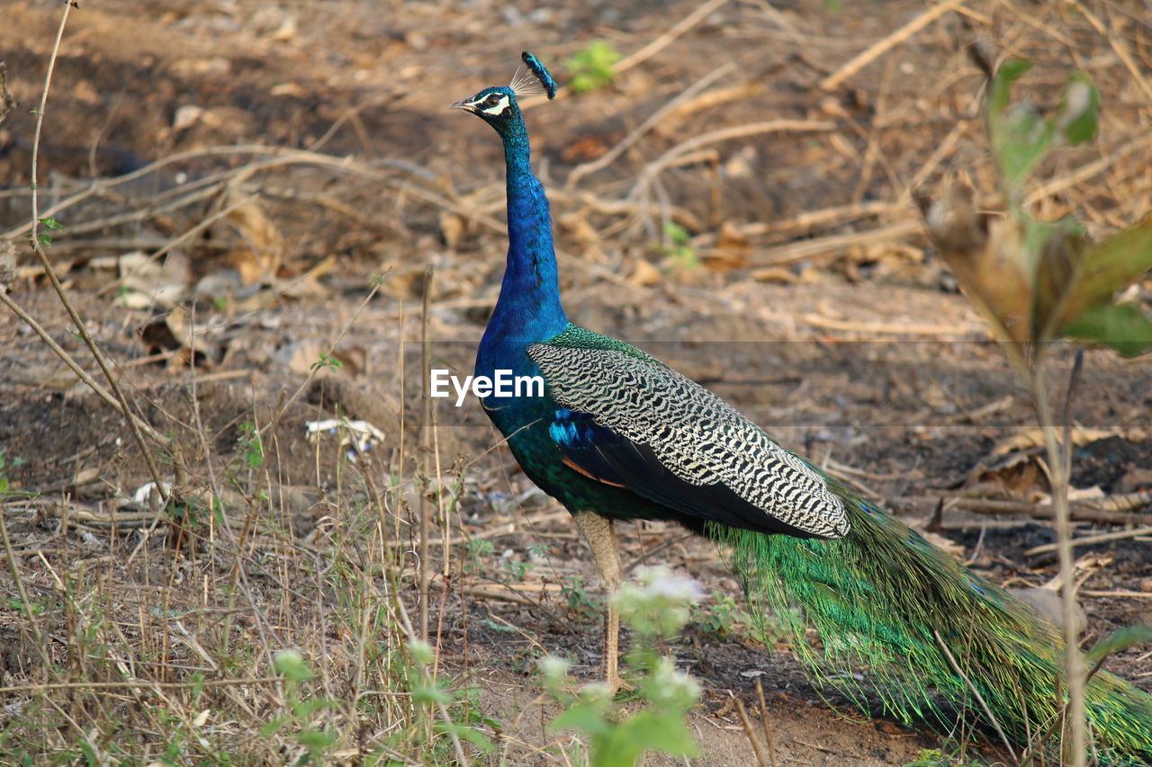 BIRD ON FIELD
