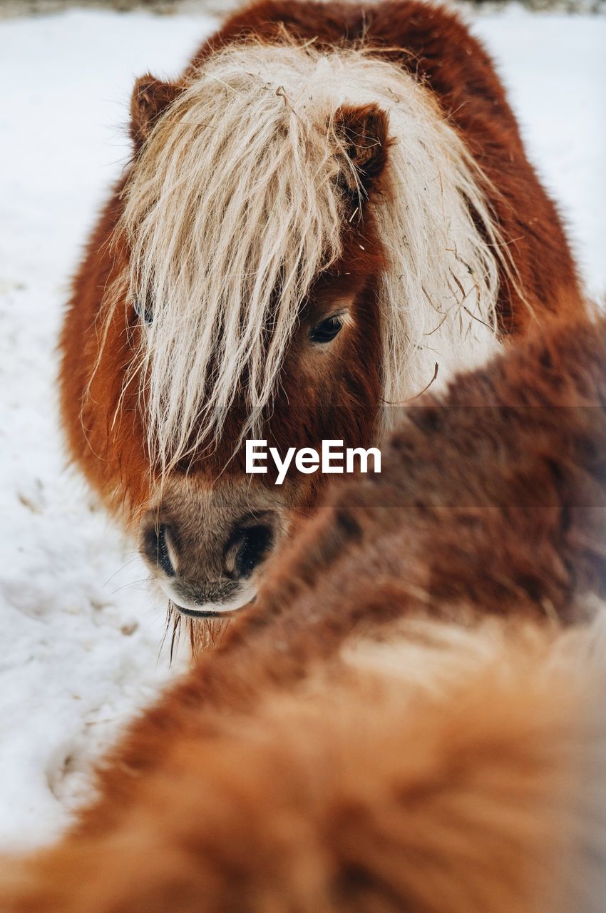 CLOSE-UP OF A HORSE ANIMAL