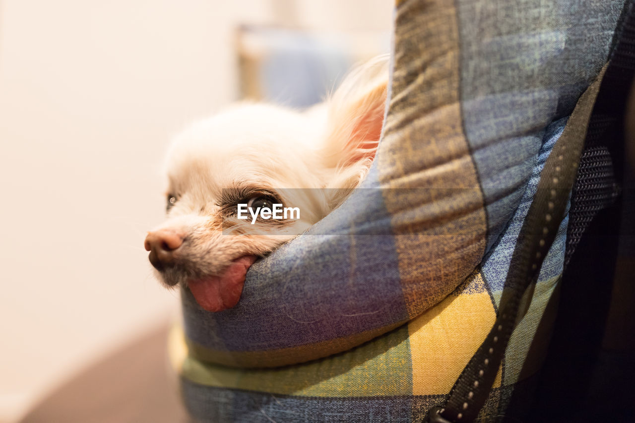 CLOSE-UP OF DOG WITH MAN IN MOUTH