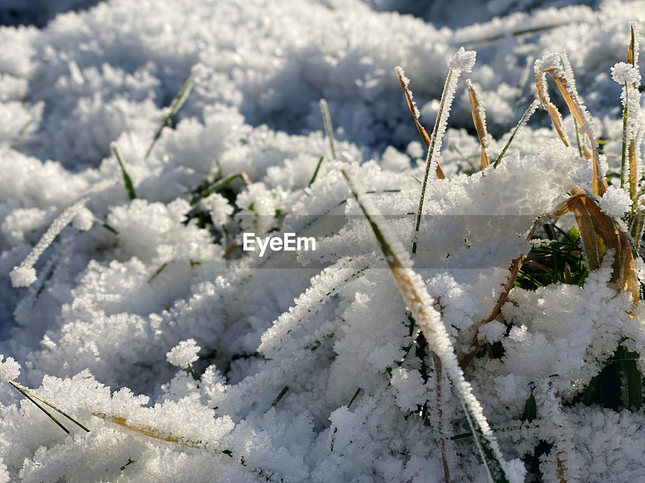 winter, frost, snow, cold temperature, freezing, nature, frozen, plant, white, branch, no people, beauty in nature, day, ice, flower, close-up, outdoors, land, tree, environment, focus on foreground, growth, tranquility