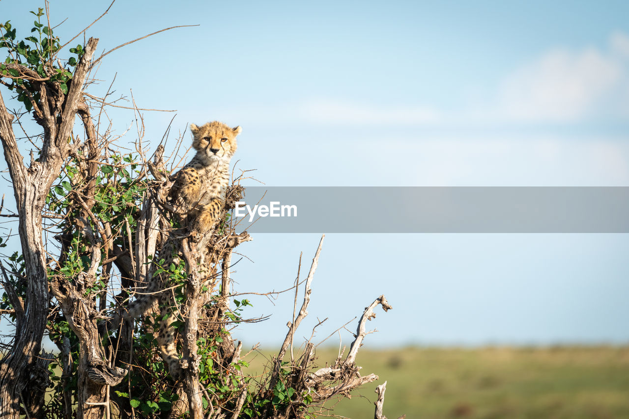 Cheetah cub stands in bush facing camera