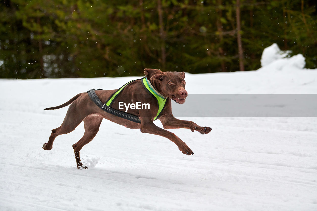 Running pointer dog on sled dog racing. winter dog sport sled team competition. english pointer dog