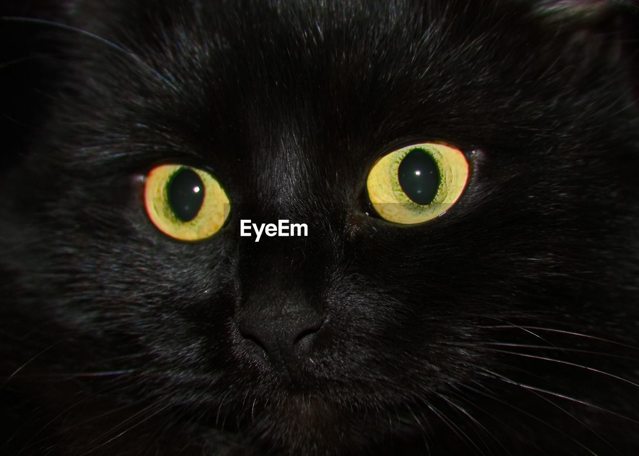 CLOSE-UP PORTRAIT OF BLACK CAT ON GREEN BACKGROUND