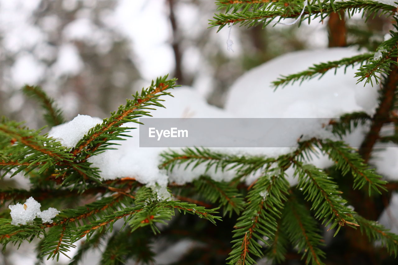 Close-up of pine tree during winter