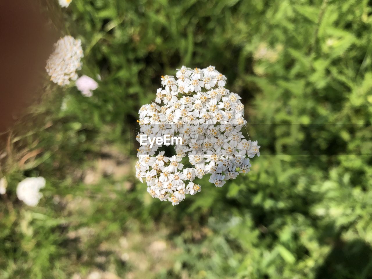 CLOSE-UP OF WHITE FLOWERING PLANT IN FIELD