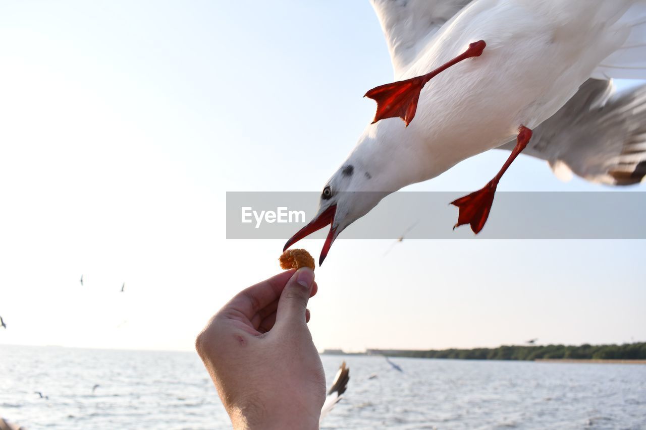 CROPPED IMAGE OF HAND FEEDING SEAGULLS