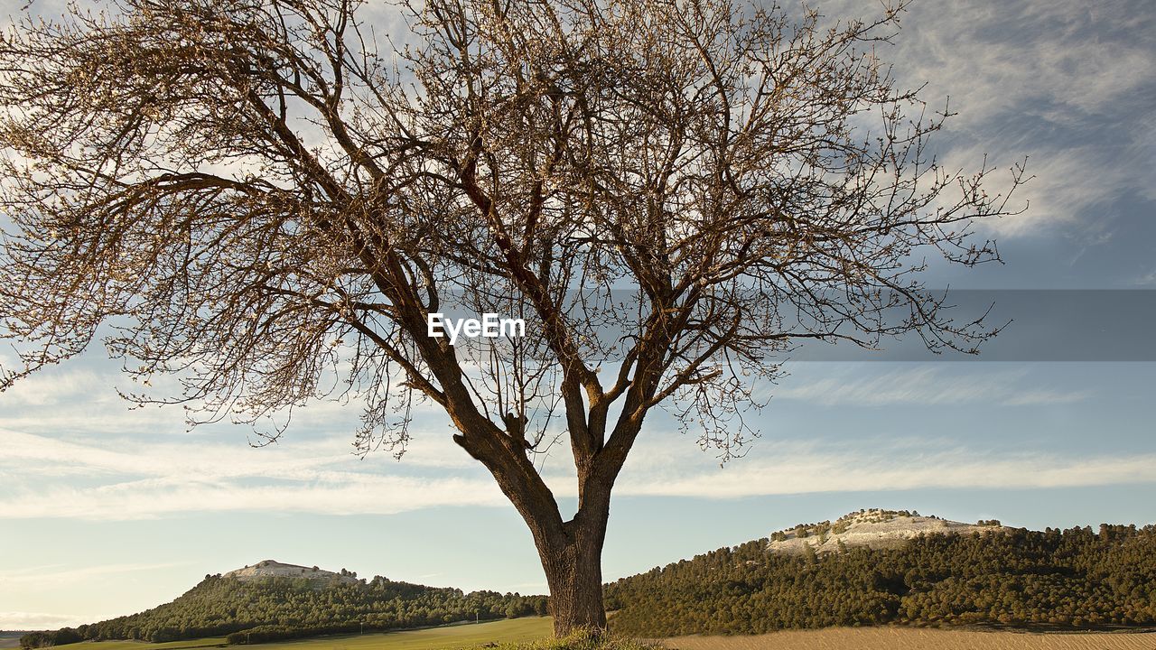 Bare tree on field against sky