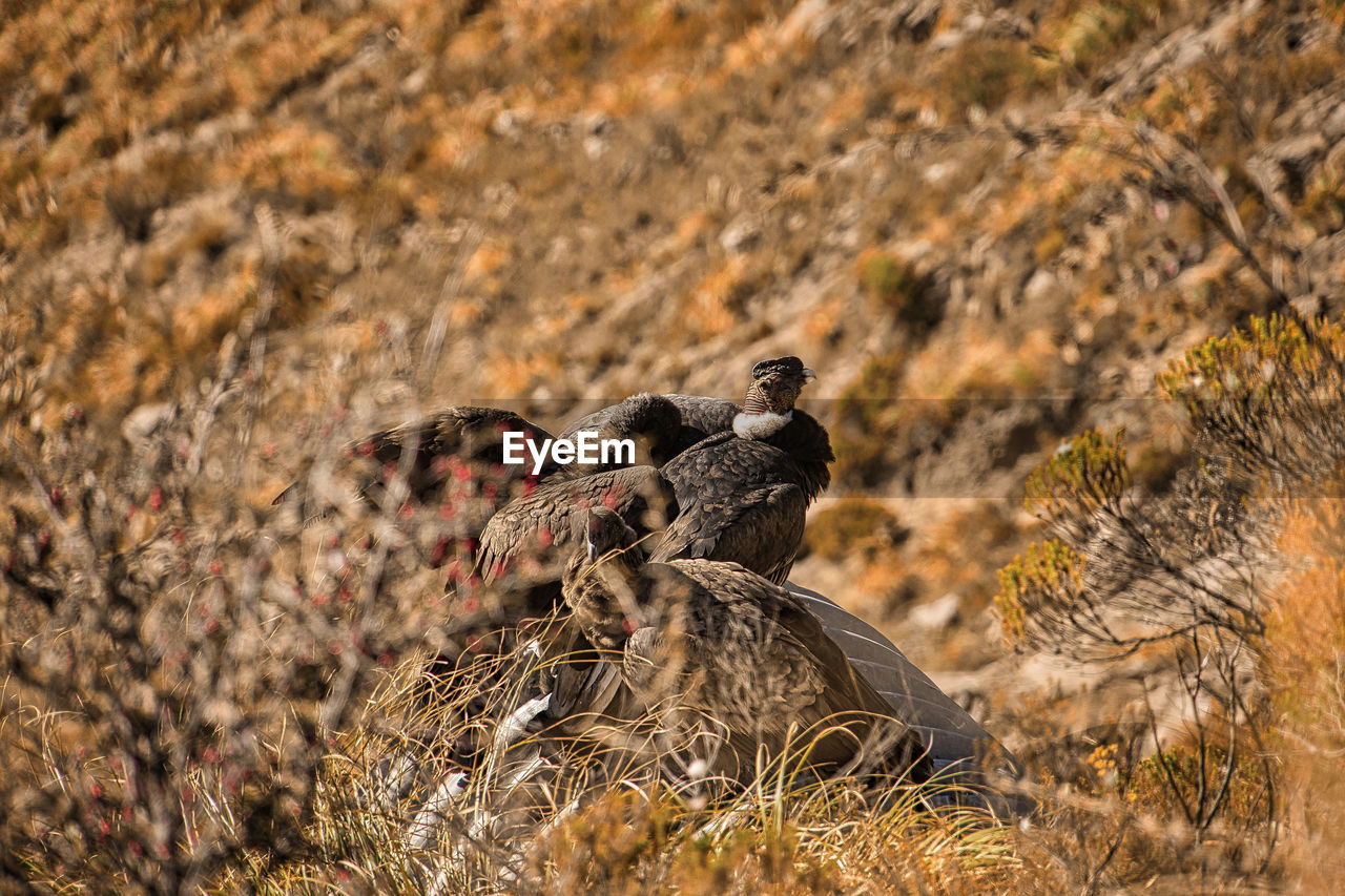 animal themes, animal, animal wildlife, wildlife, nature, bird, no people, group of animals, day, outdoors, mammal, plant, land, bird of prey, travel destinations, tourism