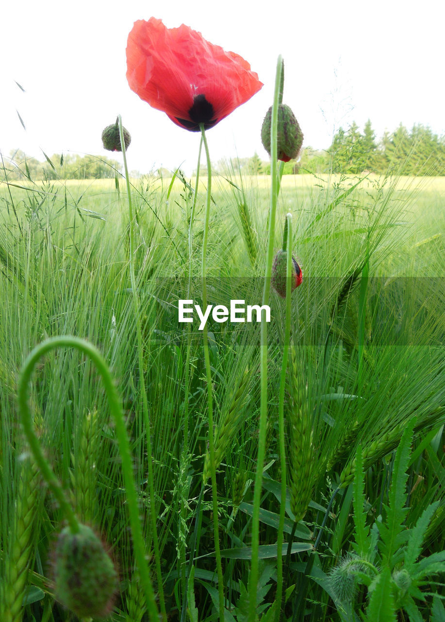 CLOSE-UP OF RED POPPIES GROWING IN FIELD
