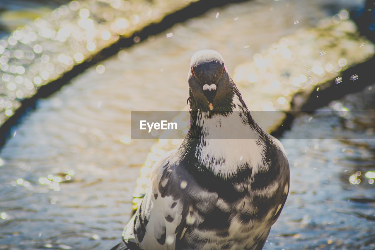 CLOSE-UP OF A DUCK