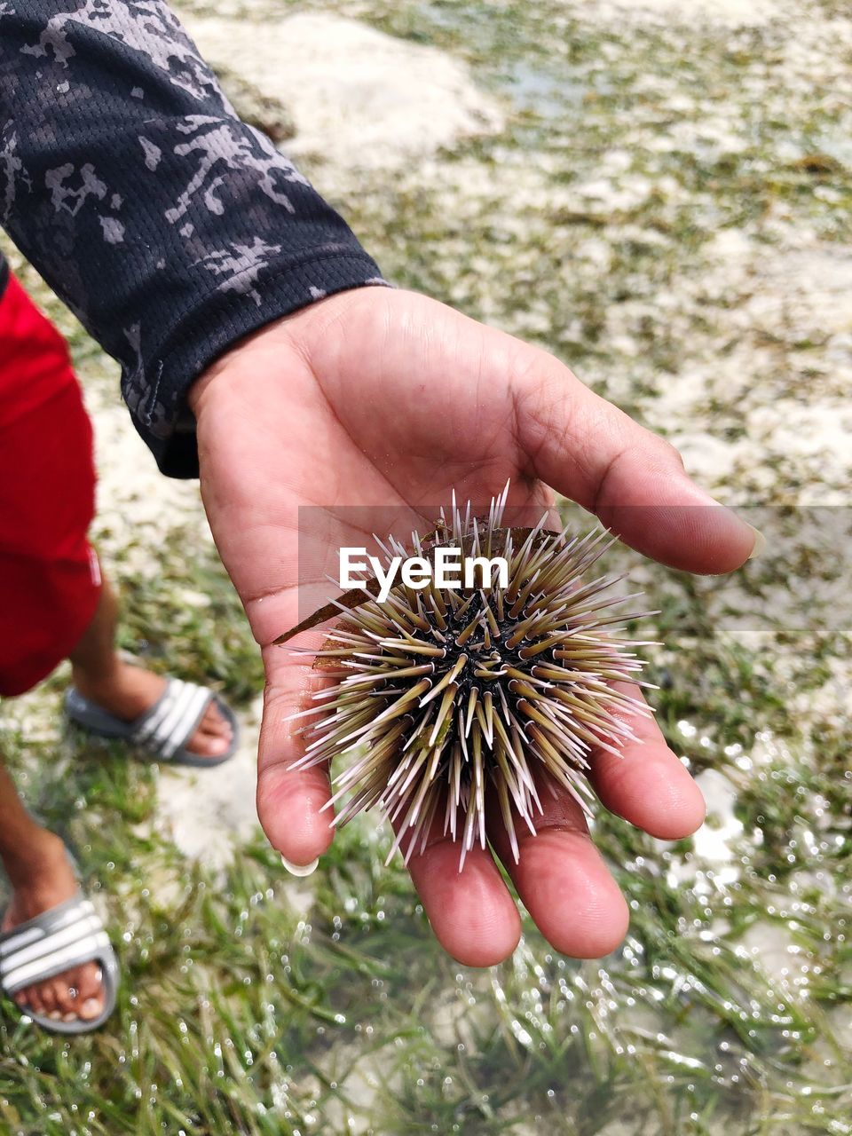 Low section of man holding sea urchin at beach