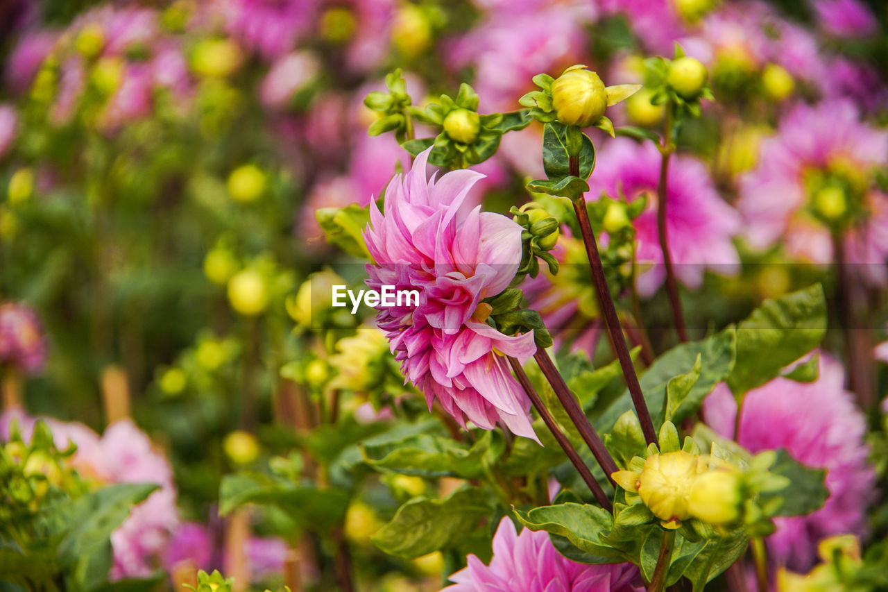 CLOSE-UP OF PINK FLOWERING PLANT IN GARDEN