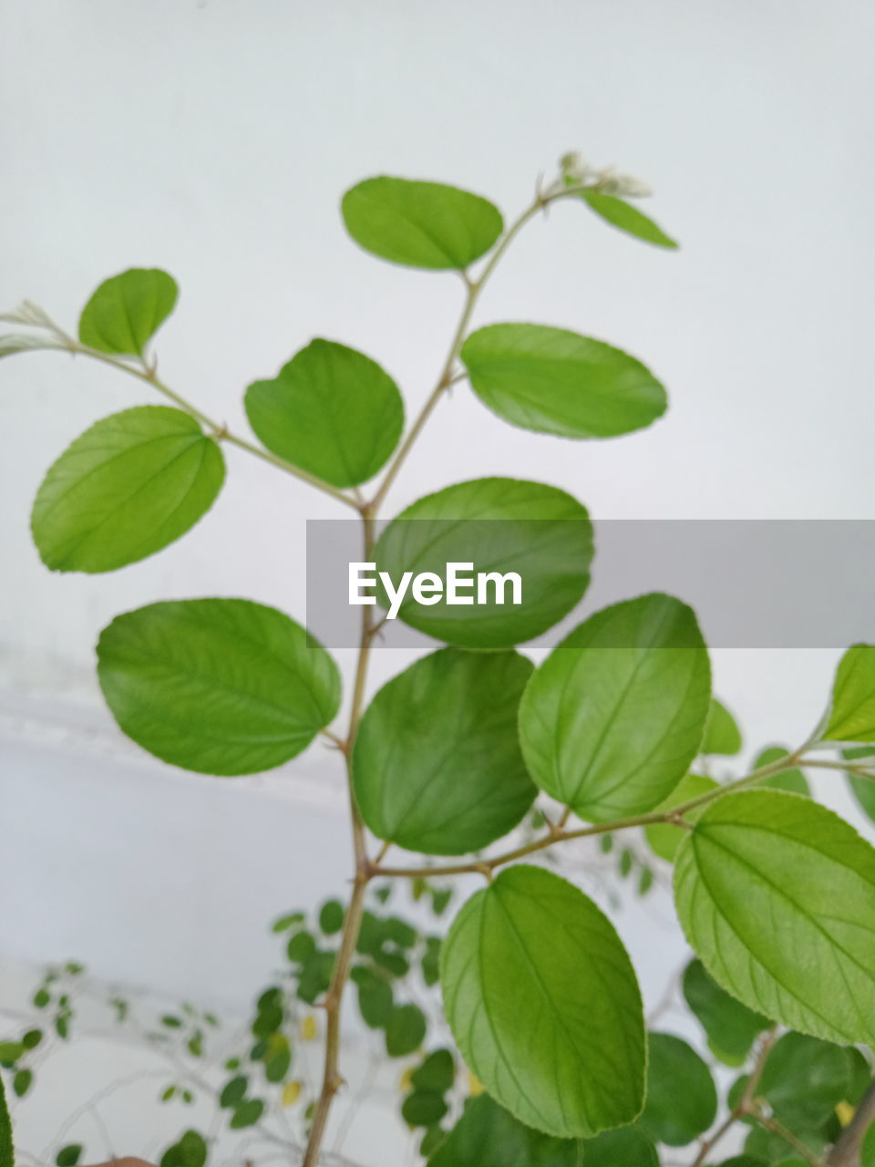 HIGH ANGLE VIEW OF LEAVES IN PLANT