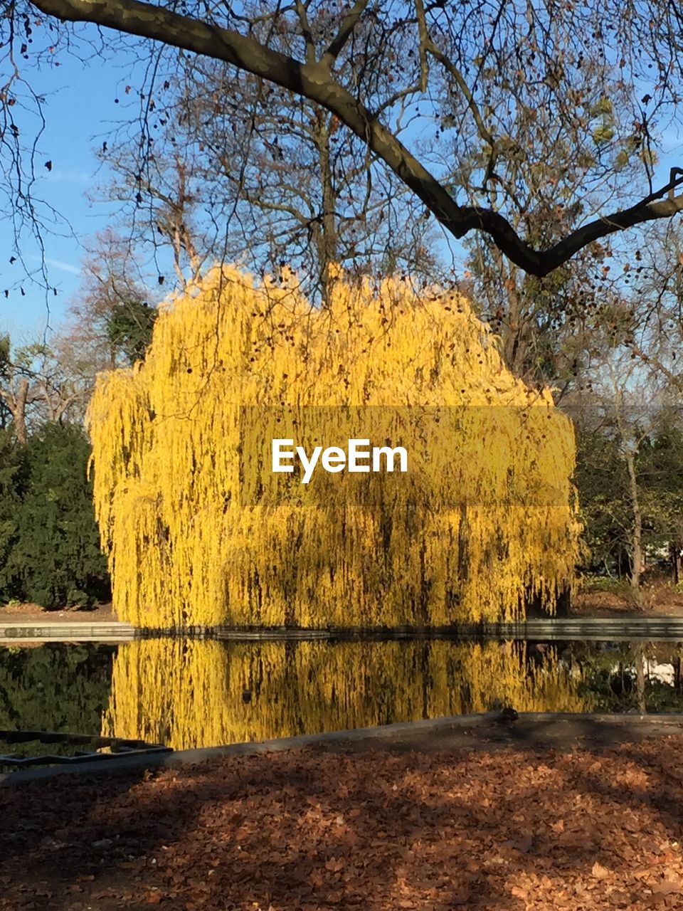 TREES IN PARK