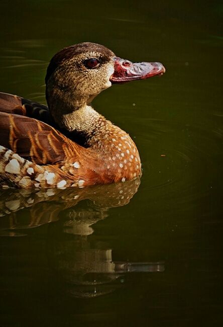 BIRD IN WATER