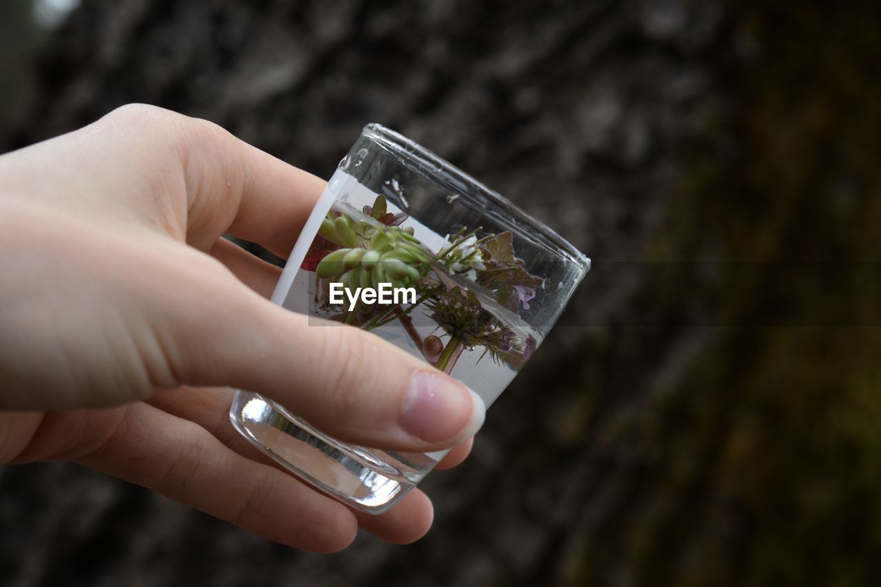 Cropped hand of person holding glass with plant