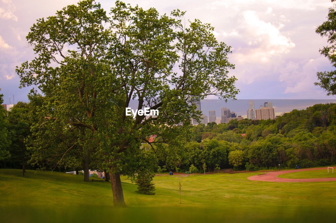 TREES IN PARK AGAINST CLOUDY SKY