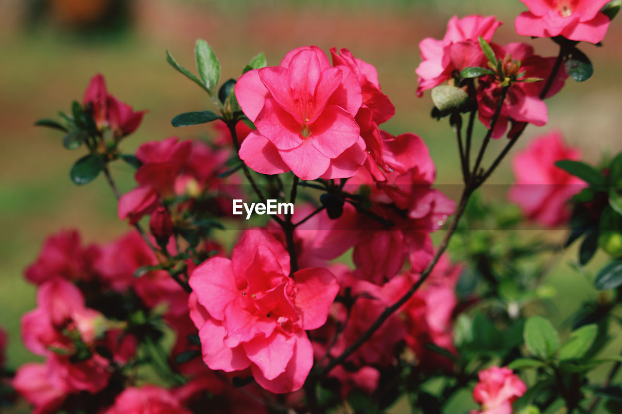 Close-up of pink flowering plant