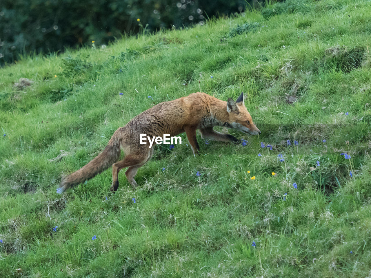 Side view of fox walking on grassy field