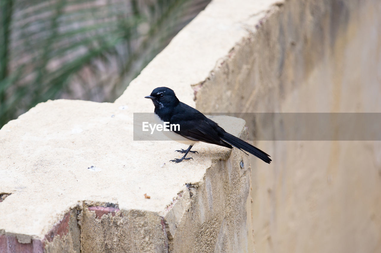 High angle view of bird perching on wall