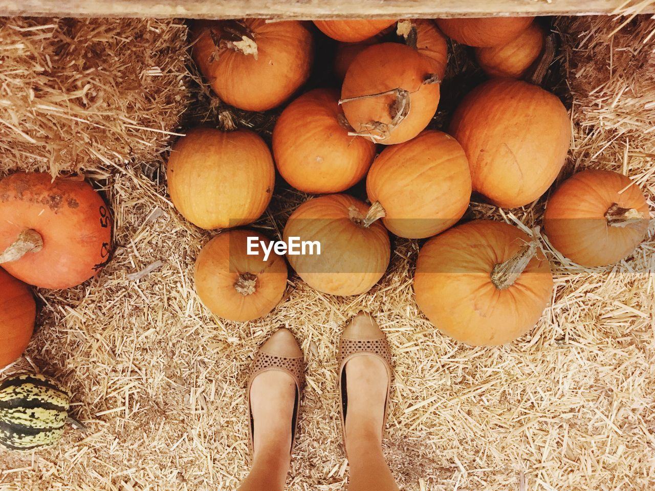 Low section of woman standing by pumpkins on hay