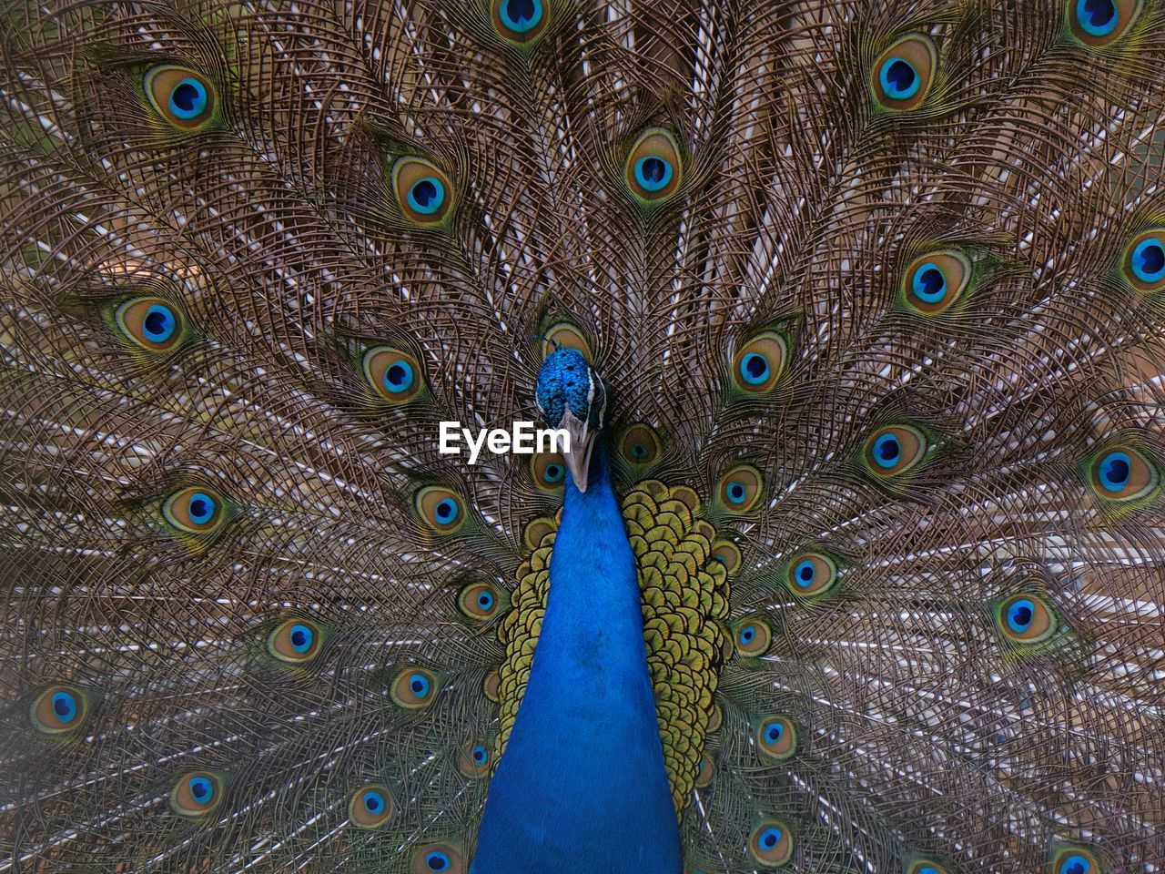 Full frame shot of peacock