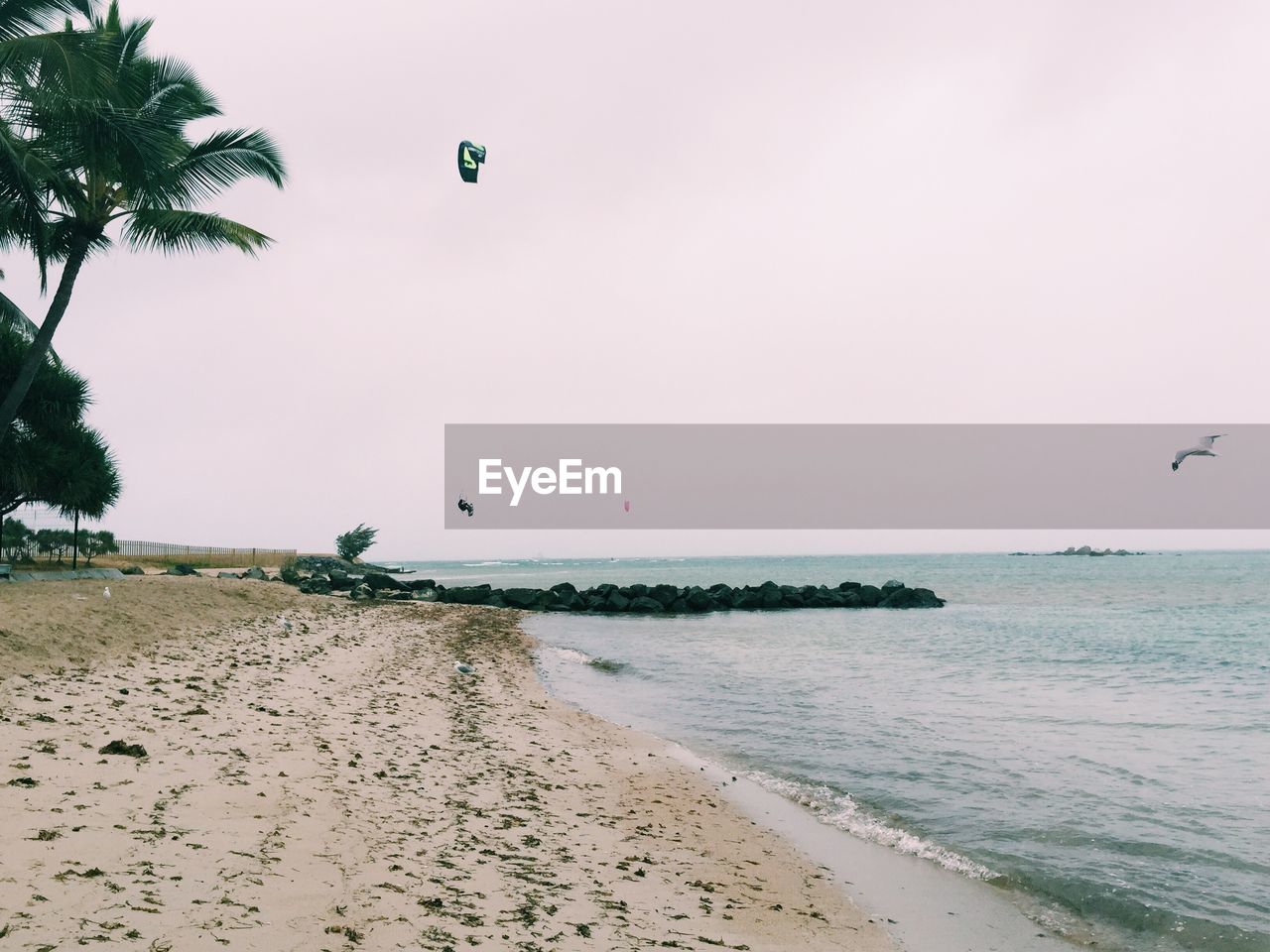 Scenic view of beach with bird and parachute against sky