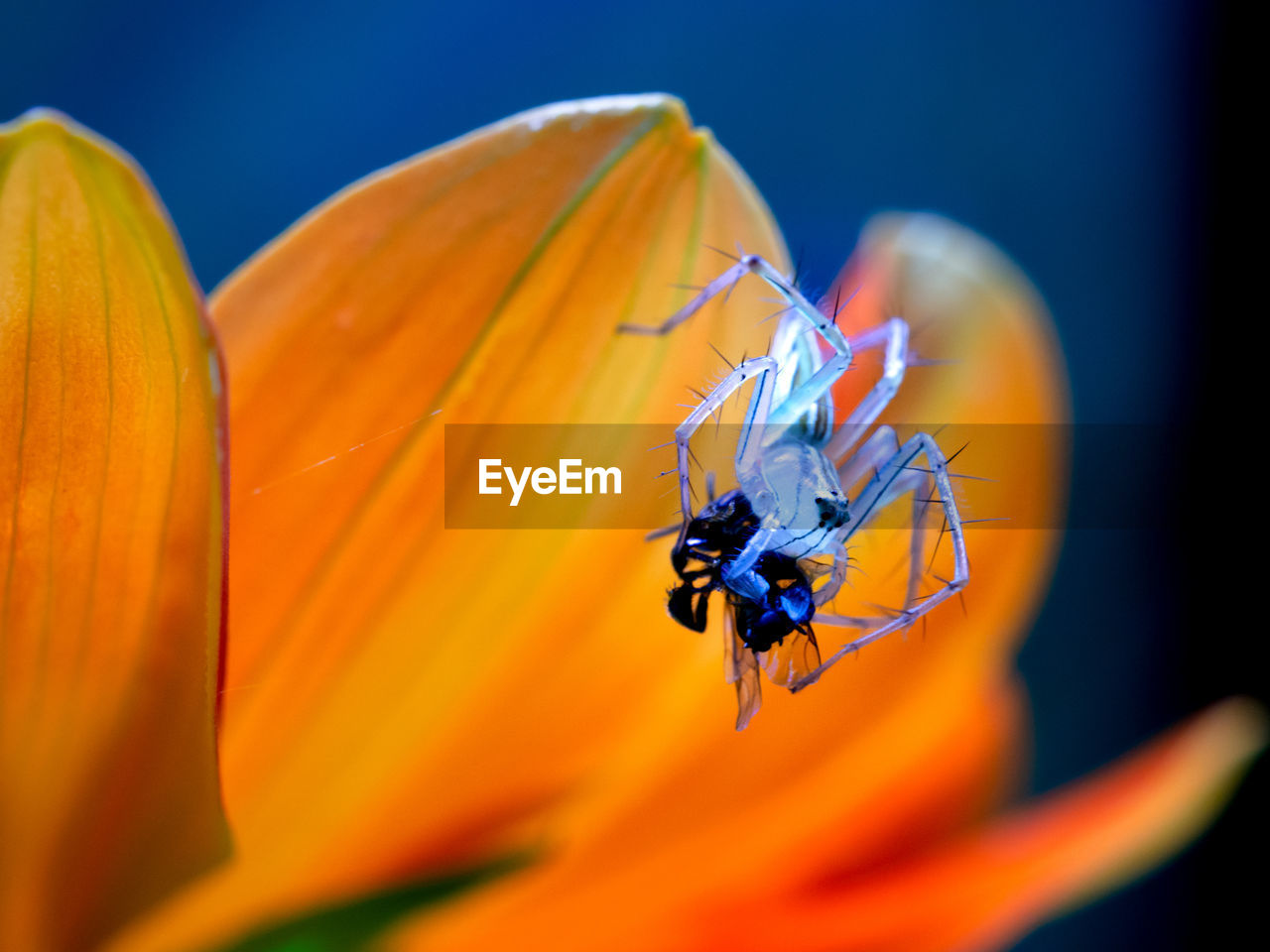 CLOSE-UP OF INSECT POLLINATING ON ORANGE FLOWER