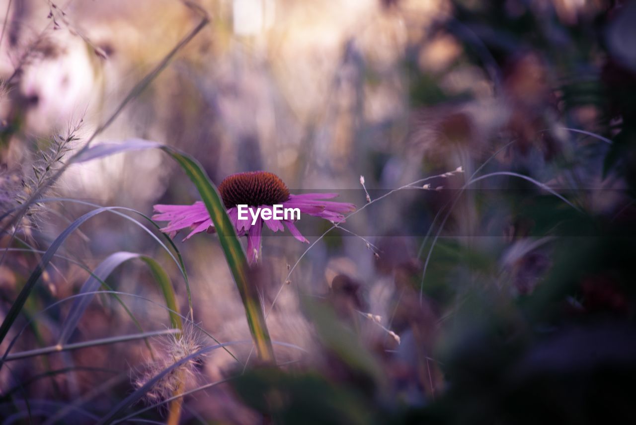 plant, nature, flower, flowering plant, beauty in nature, freshness, purple, growth, fragility, grass, macro photography, close-up, land, selective focus, autumn, no people, sunlight, pink, leaf, outdoors, field, tranquility, environment, flower head, springtime, inflorescence, landscape, focus on foreground, wildflower, blossom, tree, day, botany, petal, summer, thistle, sky
