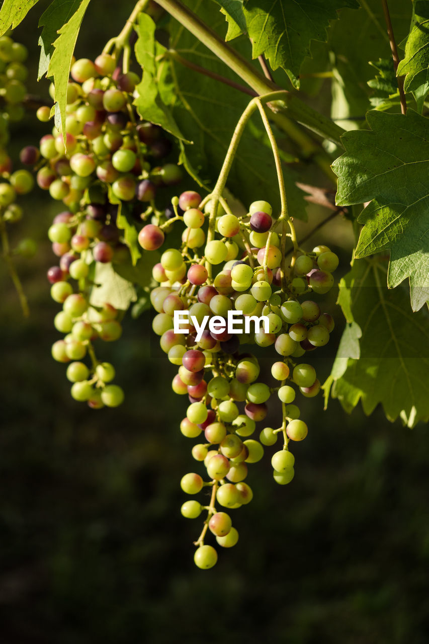 CLOSE-UP OF GRAPES GROWING ON VINEYARD