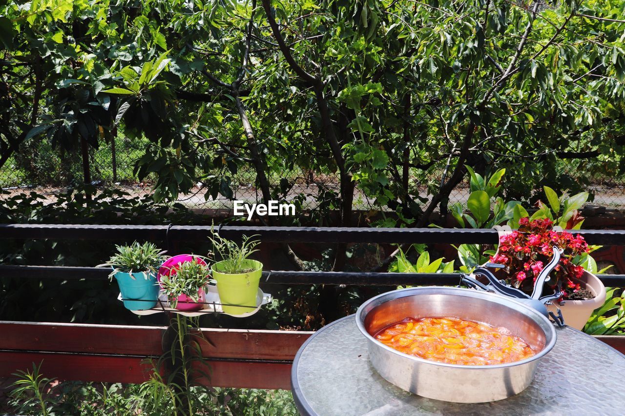 POTTED PLANTS IN BACKYARD