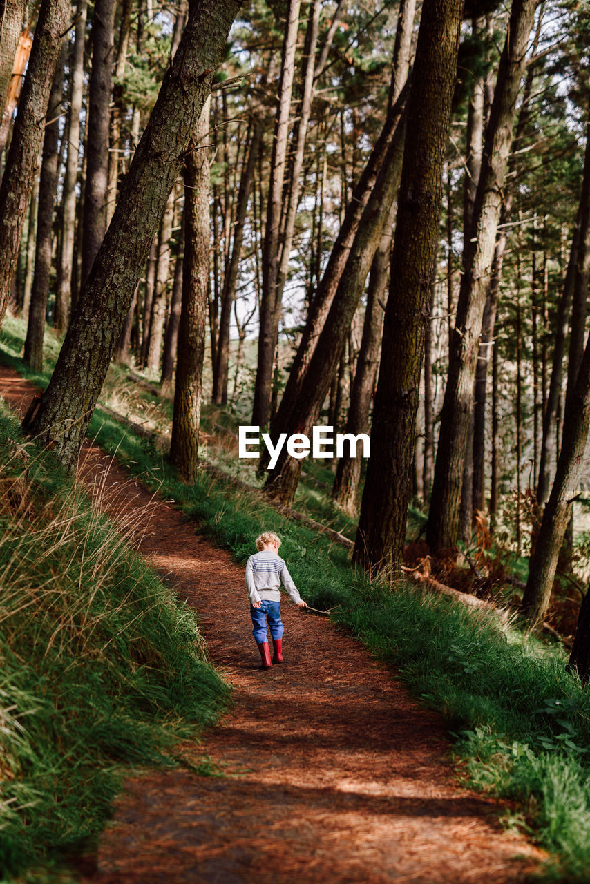 Child walking on path in forest in new zealand