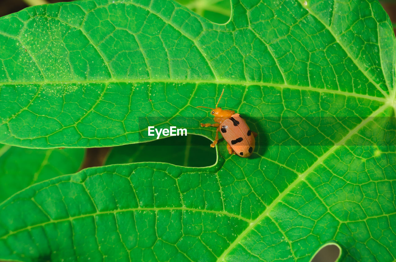 CLOSE-UP OF GREEN INSECT ON LEAF