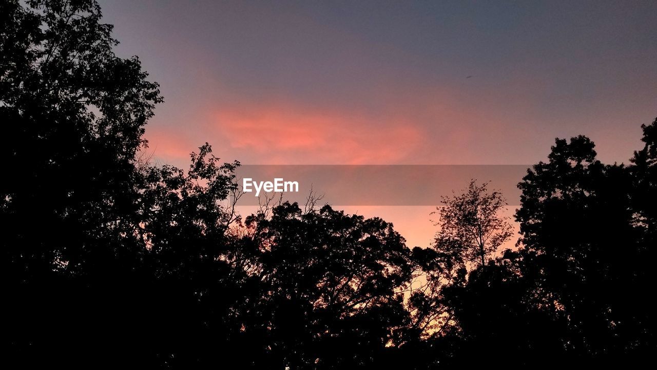 LOW ANGLE VIEW OF SILHOUETTE TREE AGAINST SKY DURING SUNSET