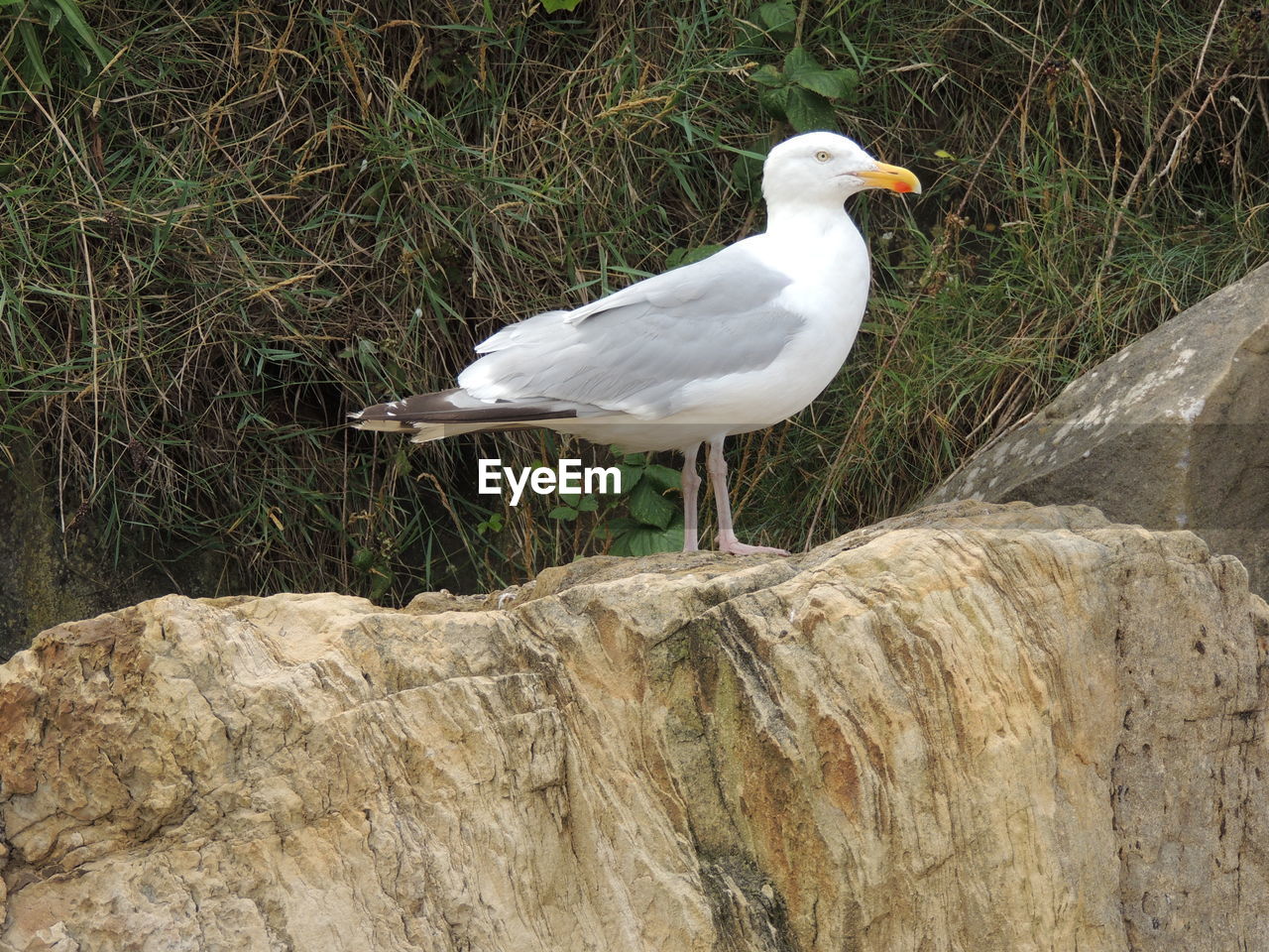 SEAGULL ON ROCK