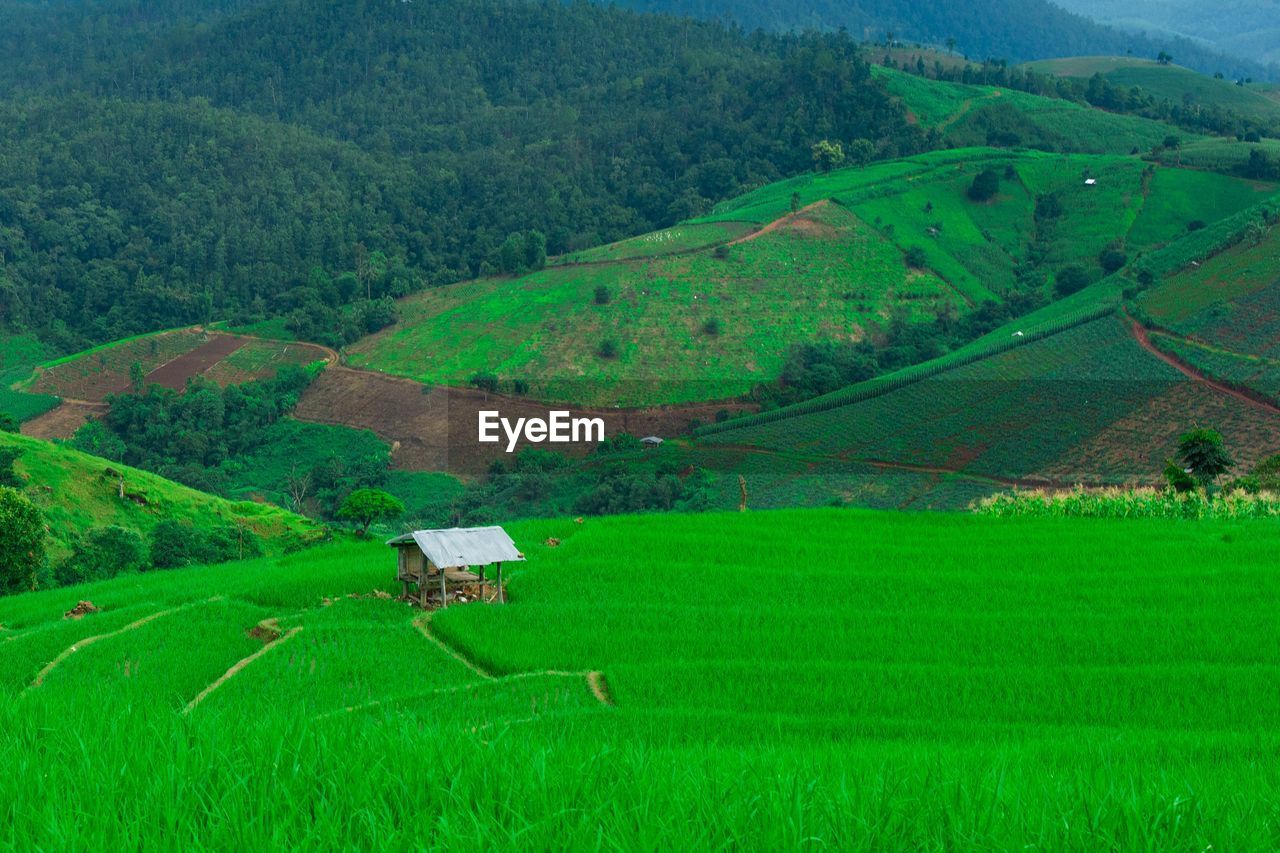 Scenic view of agricultural field