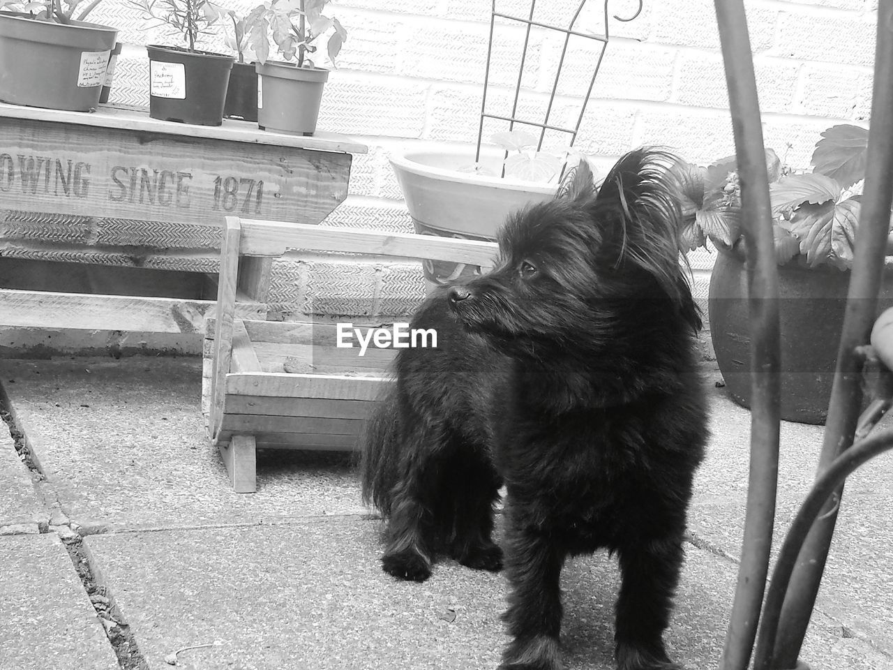 Dog looking away in yard