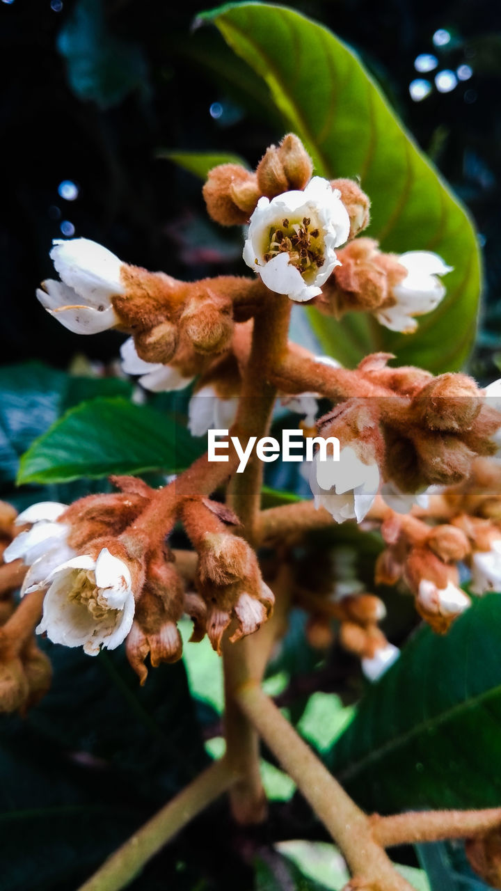 Close-up of wilted flowering plant