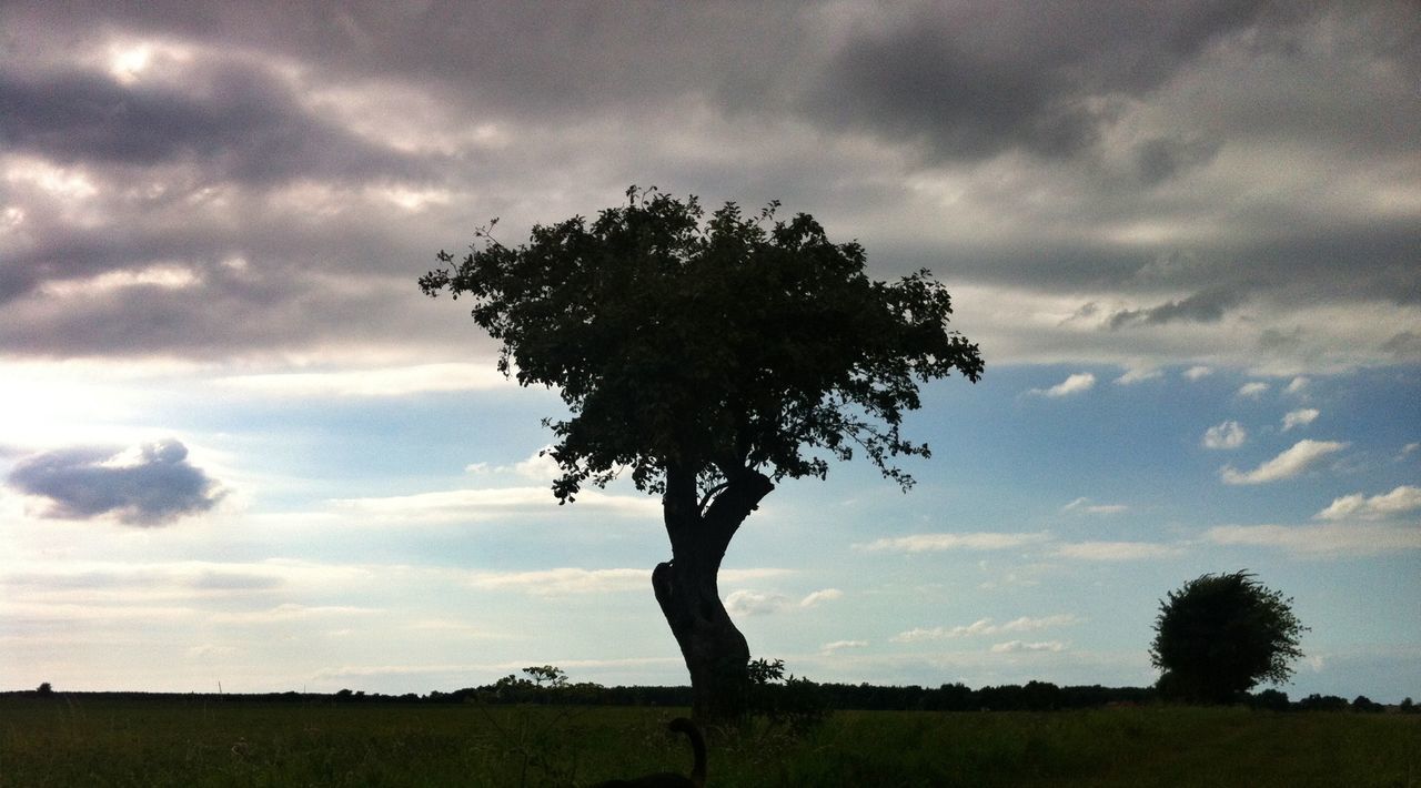 Tree on grassy field against cloudy sky