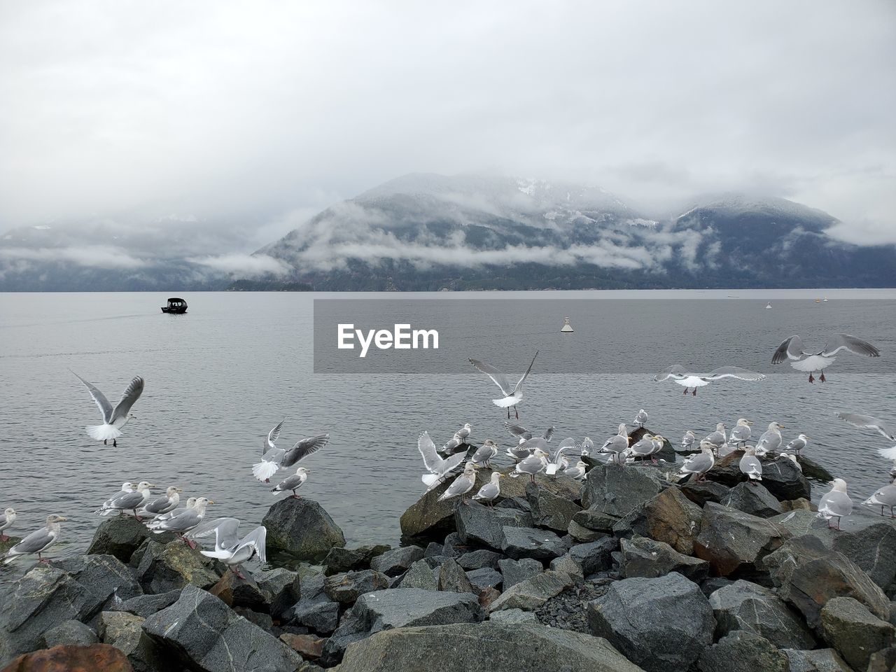 Seagulls at porteu provincial park