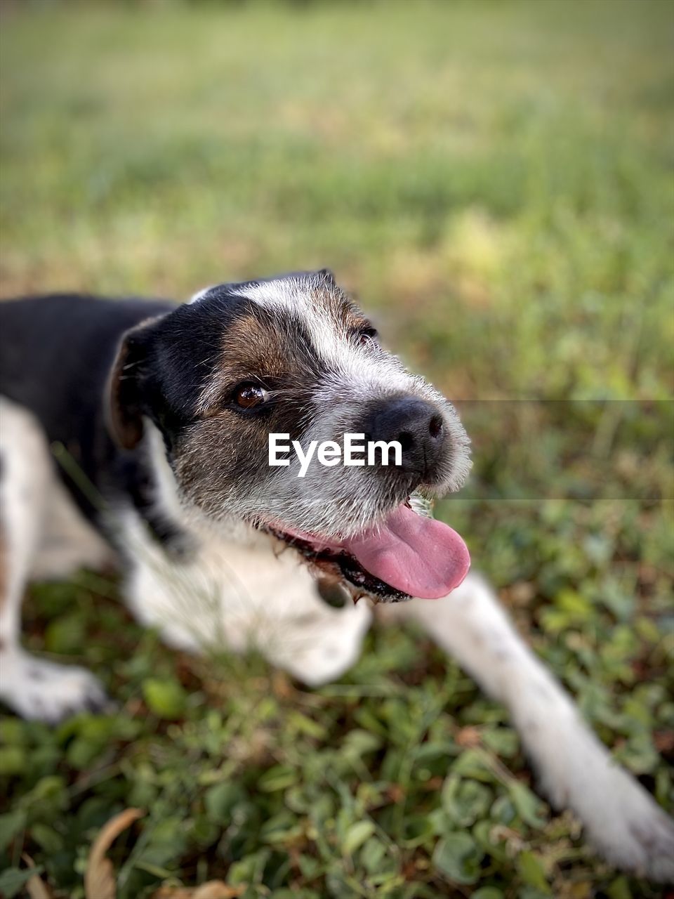 PORTRAIT OF A DOG ON A FIELD